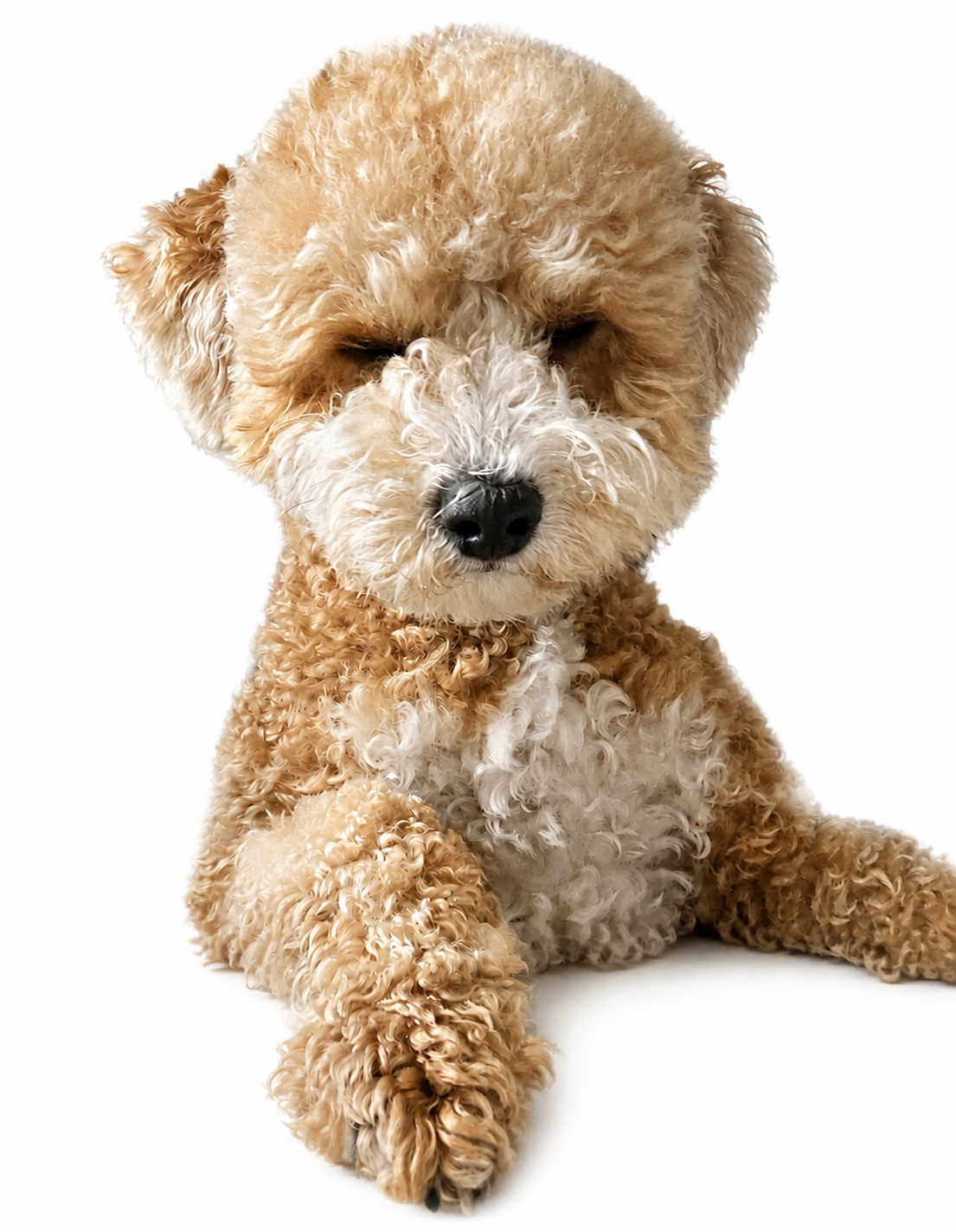 Latte, Yikun Yang's dog and studio companion, on a white background